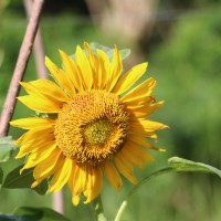 Helianthus